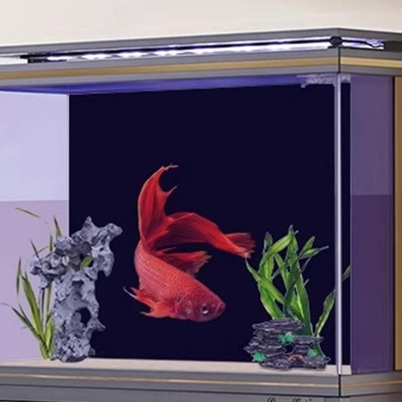 Zwart Aquarium Achtergrond Beh - Aquarium Fish Poster recensie en prijs