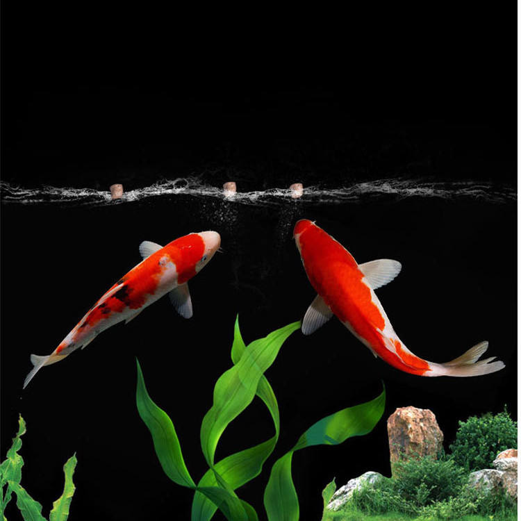 groothandel export hoogwaardig - Aquarium Fish Exporter recensie en prijs