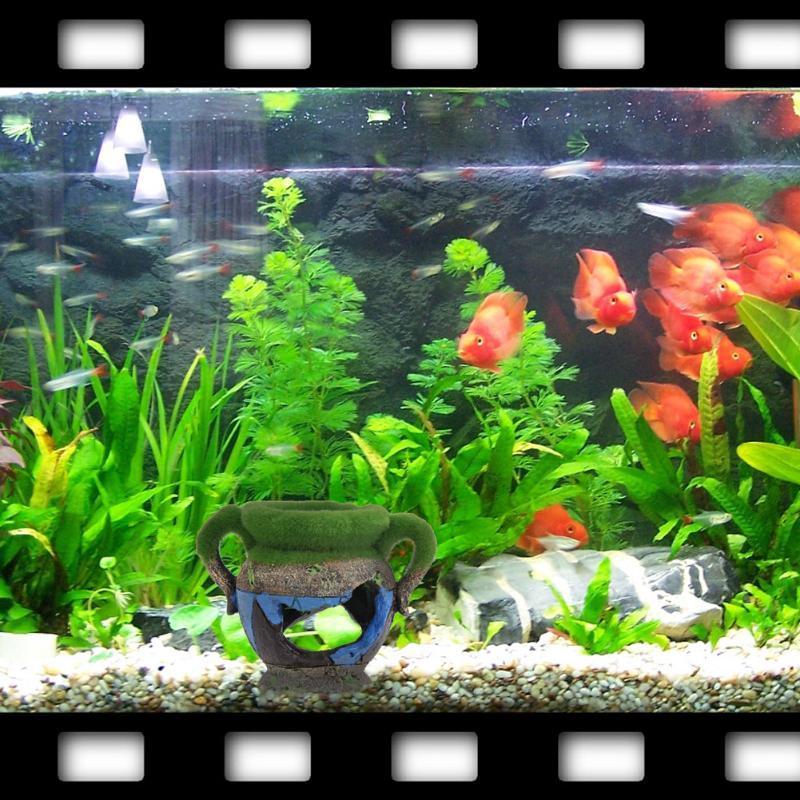 1 st Hars Vaas met Mos Aquariu - Aquarium Fish Games recensie en prijs